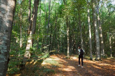 Sonbaharda gün batımı ışığında ormanda bir sırt çantası taşıyan, ormanda bir yürüyüş alan genç kadının arka görünümü.