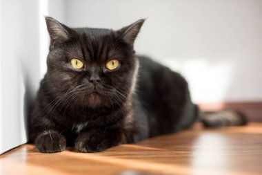 Bir kedi portresi. Scotish stenografi güzel kahverengi Bayan kedi