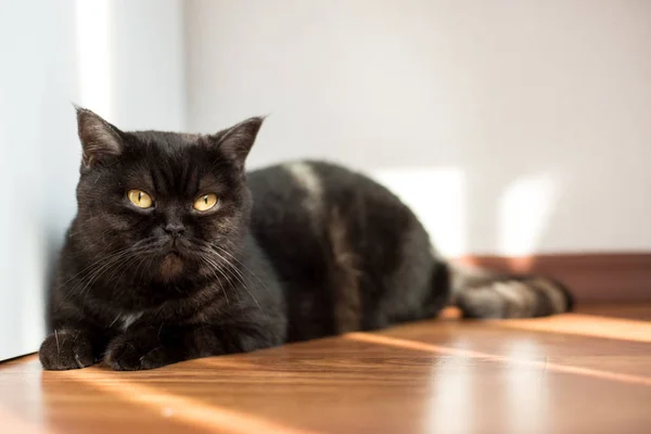 Bir kedi portresi. Scotish stenografi güzel kahverengi Bayan kedi