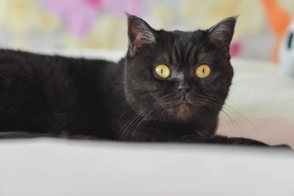 Bir kedi portresi. Scotish stenografi güzel kahverengi Bayan kedi
