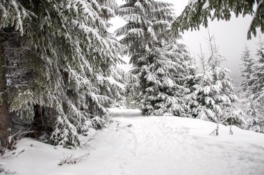 Kış dağ manzarası. Kar dağlarda. İlk kar dağlarda. Ukrayna Karpat Dağları'nda ilk frost.