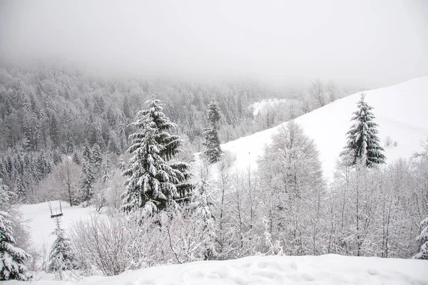 Kış dağ manzarası. Kar dağlarda. İlk kar dağlarda. Ukrayna Karpat Dağları'nda ilk frost.