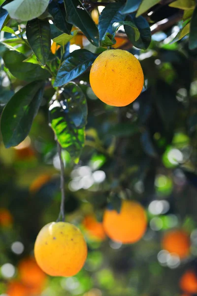 orange tree with fruits, beautiful drove of orange. Ripe organic oranges hanging from an orange tree.