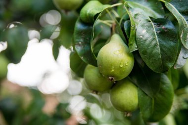 Yağmurdan sonra damla bir ağaç üzerinde sulu olgun armut