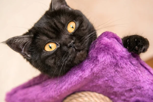 kara kedi. oldukça scotish kedi. Kedi gözü. kedi şakacı yatıyor