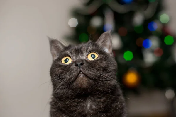 Bir kedi portresi. Scotish stenografi güzel kahverengi Bayan kedi Noel ağacı arka plan üzerinde