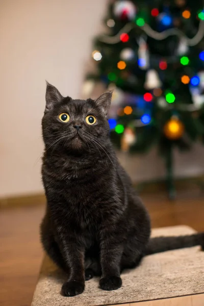 Bir kedi portresi. Scotish stenografi güzel kahverengi Bayan kedi Noel ağacı arka plan üzerinde
