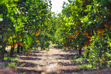 portakal ağacı meyve, portakal beautigul sürdü. Olgun organik portakal turuncu bir ağaca tutunan.
