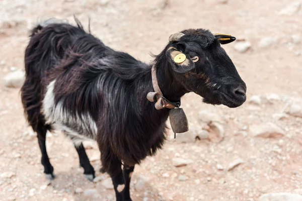 Güneşli bir günde dağlarda yolda siyah keçi portresi. Crete, Yunanistan