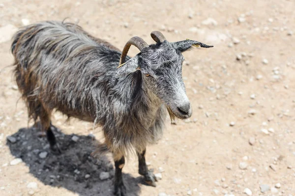 Güneşli bir günde dağlarda yolda gri bir keçi portresi. Crete, Yunanistan