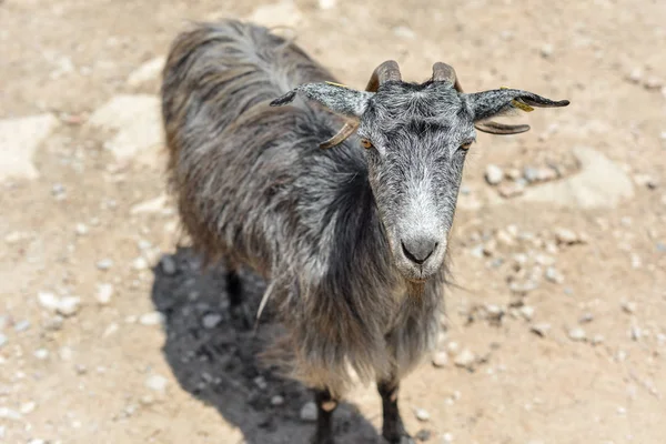 Güneşli bir günde dağlarda yolda gri bir keçi portresi. Crete, Yunanistan