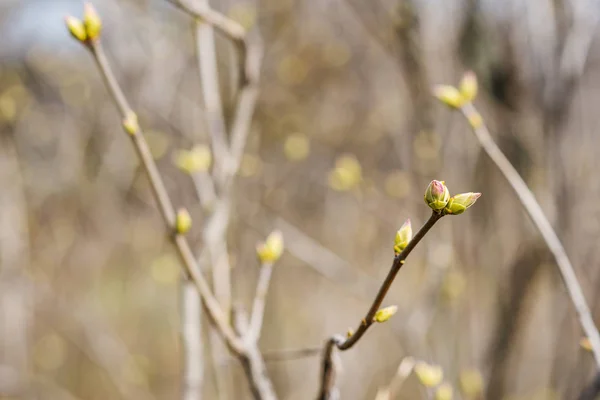 İlk leafes ve böbrekler bahar güneş ışığı altında