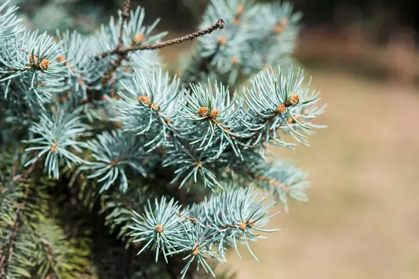 Mavi çam, bokeh, güneşli bir günde ile yakın çekim Şubesi