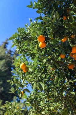 portakal ağacı meyve, portakal beautigul sürdü. Olgun organik portakal turuncu bir ağaca tutunan.
