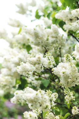 Central Park'ta beyaz çiçek açan leylak bahar dalı