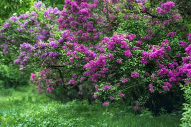 Central Park'ta beyaz çiçek açan leylak bahar dalı