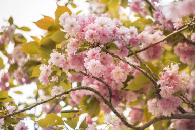 Bir merkez parkta ilkbaharda güzel kiraz çiçeği sakura