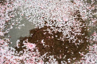 yağmurdan sonra bir su birikintisi düşmüş sakura çiçekleri