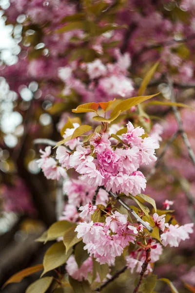 Bir merkez parkta ilkbaharda güzel kiraz çiçeği sakura