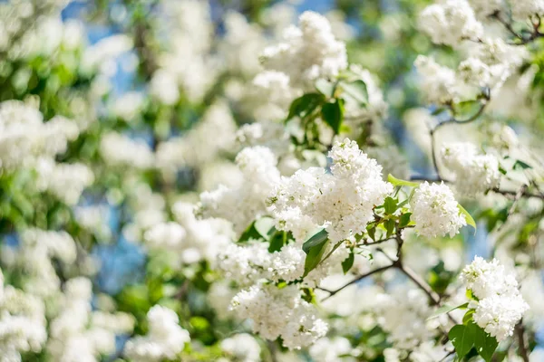 Central Park'ta beyaz çiçek açan leylak bahar dalı
