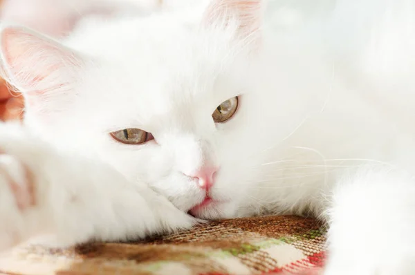 Beyaz tüylü angora kedisi güneşte yatıyor