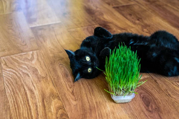 Kedi otu. Kedi ot yiyor.