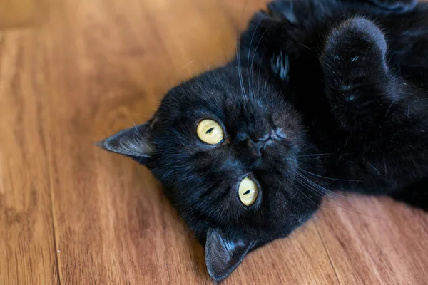 Bir kedi portresi. Scotish Shorthair . Kedi eğlenceli yatıyor