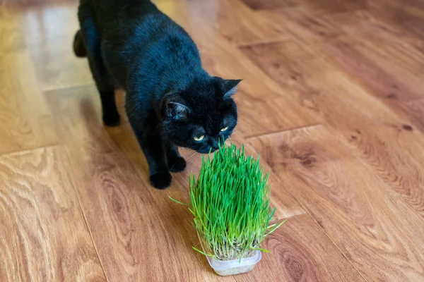 Kedi otu. Kedi ot yiyor.