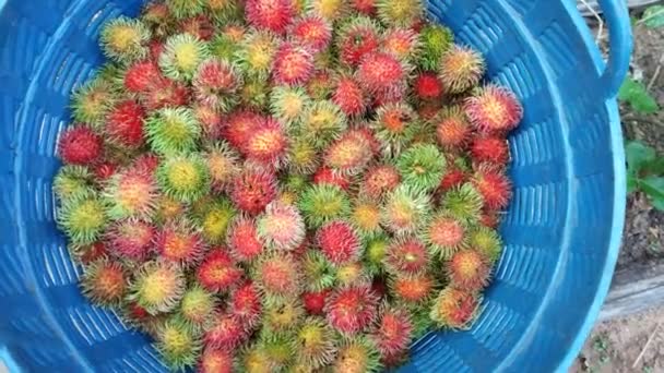 Rambutan Tropické Ovoce Košíku — Stock video