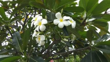 Frangipani çiçek veya plumeria ağaç üzerinde 