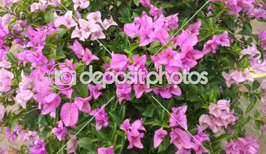 Pembe bougainvillea çiçeği yaklaş 