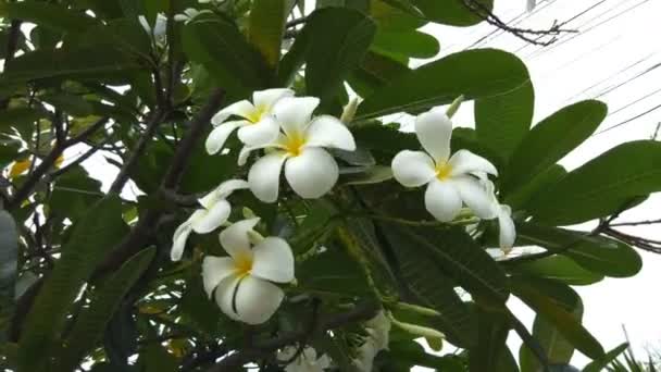 Frangipani 나무에 Plumeria — 비디오