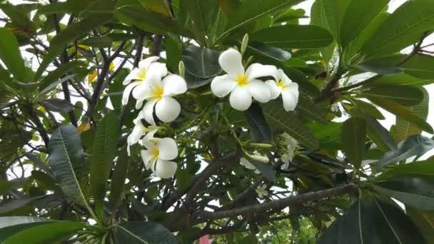 Frangipani Fleurs Plumeria Sur Arbre — Video