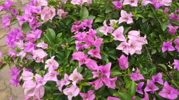 Pink Bougainvillea Flower Close — Stock Video