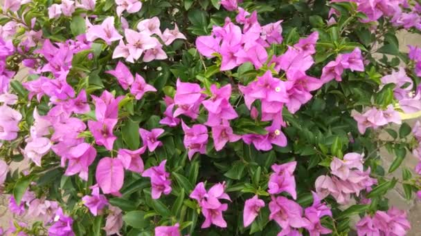 Pembe Bougainvillea Çiçeği Yaklaş — Stok video