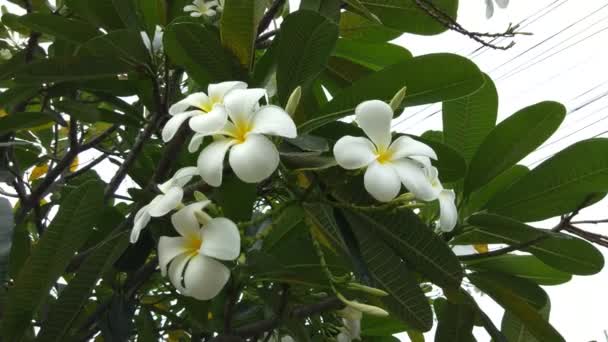 Λουλούδια Frangipani Plumeria Στο Δέντρο — Αρχείο Βίντεο