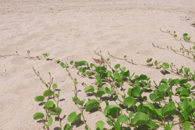 Ipomoea pes-caprae kum plaj.