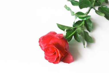 Beyaz arkaplanda izole edilmiş güzel gül çiçeği .