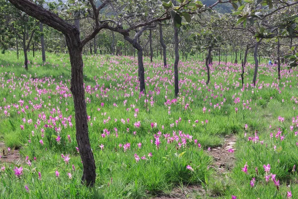 Curcuma Sessilis im pa hin ngam Nationalpark Thailand — Stockfoto