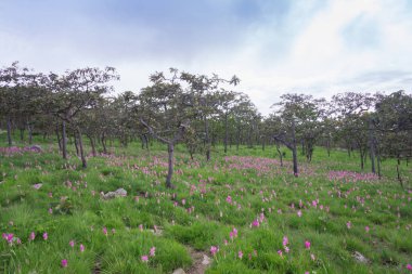 Curcuma sessilis Pa Hin Ngam Milli Park Tayland