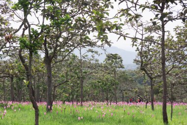 Curcuma sessilis Pa Hin Ngam Milli Park Tayland