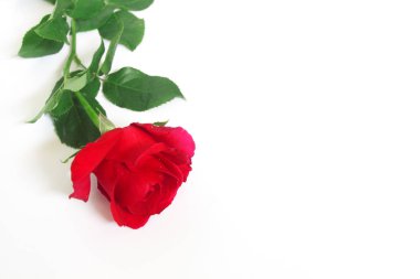 kırmızı gül beyaz arkaplanda izole.