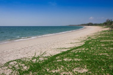 Ipomoea pes-caprae beyaz kum plaj üzerinde.
