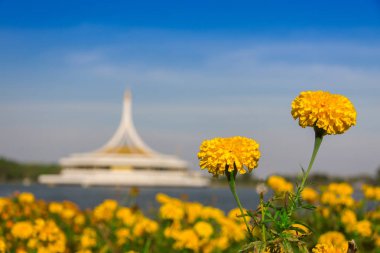 Bahçede kadife çiçeği, bahçede sarı çiçekler. 