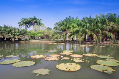 Victoria regia - dünyanın en büyük nilüfer