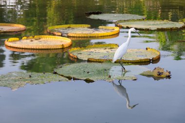 Great Egret on Victoria Regia . clipart