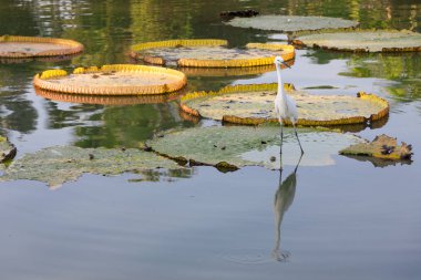 Büyük Egret Victoria Regia üzerinde .