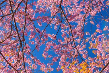 Kiraz çiçekleri veya Sakura çiçek Tayland