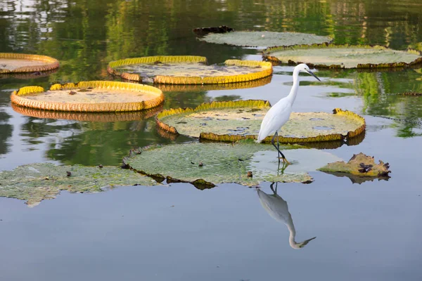 Büyük Egret Victoria Regia üzerinde .