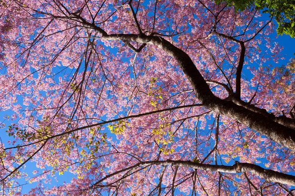 Kirschblüten oder Sakura-Blüten in Thailand — Stockfoto